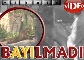 Bayılmayan ayı köye indi - Video