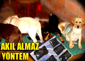 Köpek midesinden uyuşturucu çıktı