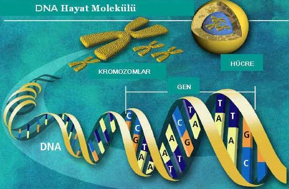 Hayvandan insana organ nakli