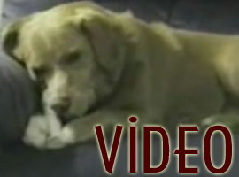 Milyonlar bu köpeğe gülüyor-Video