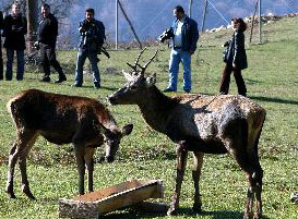 Hazıra alışan geyikler ormana gitmedi