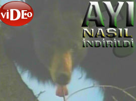 Ayı yolunu şaşırınca - Video