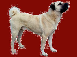 Kangal Türk köpeğidir