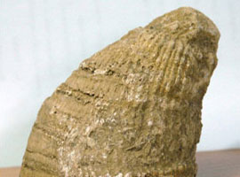 Malatya’da 78 milyon yıllık fosil