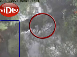 İşte ağacın devrildiği An - Video