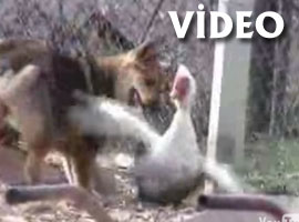 Kahraman ördek ile şakacı köpek-Video