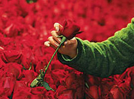 Bu güllerin hepsi Güllerin Efendisi'ne  