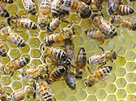 ABD'de arıların gizemli kayboluşu  