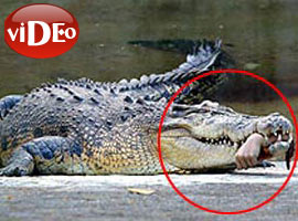 İğne yaparken timsah saldırdı-Video