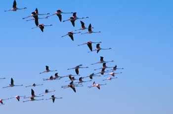 Kuşların göçünü İstanbul izleyecek