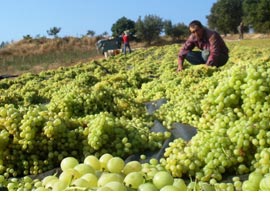Sarı altın 'ÜZÜM' ölmesin