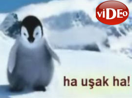 Horon tepen penguen - Video