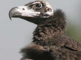 Avrupa'yı AKBABA korkusu sardı