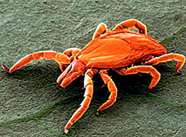 Kenenin sebep olduğu 3 yeni hastalık 