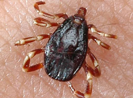 Kırım Kongo'dan 3 kişi öldü