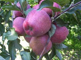 En çok zamlanan elma oldu 