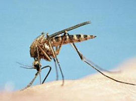 Sivrisinekler en çok kimlere gelir?