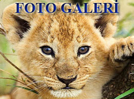 Vahşi aslanların bilinmeyen yönleri