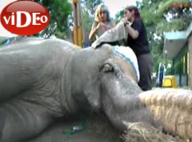 İzmir'in Bahadır'ı öldü - Video