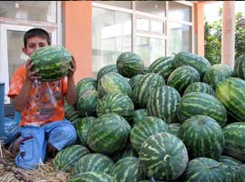 Kavun ve karpuza TSE standardı