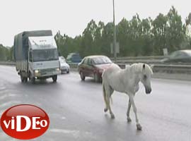 At otobana çıkarsa - Video