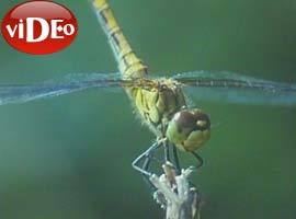 Sivrisinek ne zaman ısırır? - Video