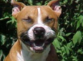 Pitbull sahiplerine ceza