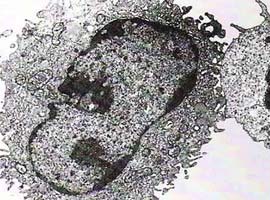 Bilim adamlarının büyük başarısı