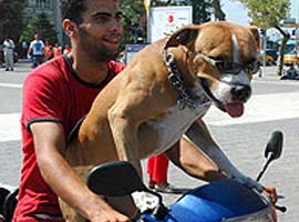 İşte 49'un karekökünü bilen köpek