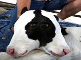 Görenleri hayrete düşüren buzağı !