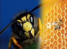 ABD arılarını 'İsrail virüsü' yoketmiş 
