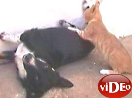 Bu ikili görenleri şaşırtıyor - Video