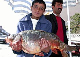 Nehirden 30 kg'lık balık çıkıyor