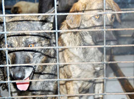 Çatalca'da kuduz alarmı