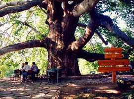 Osmanlı'ya tanıklık etmiş 600 yıllık çınar  