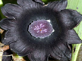 'Saklı dünyanın' gizemli canlıları - Foto