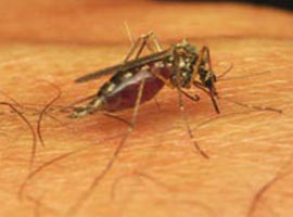Sivrisinekler damarı nasıl buluyor?