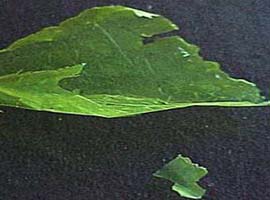 Kağıttan ince, çelikten sağlam plastik