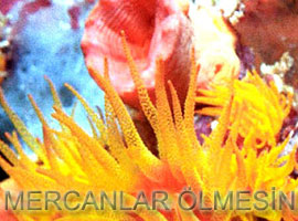 Tehdit altındaki kestaneler kurtarılabilir