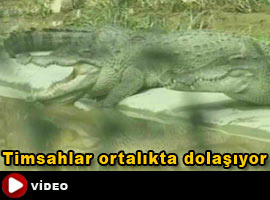 5 bin vahşi timsah şehrin ortasında - Video