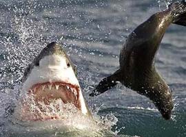 Köpek balığı foku böyle yuttu - Foto