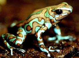 Dünyanın en zehirli canlıları - Foto