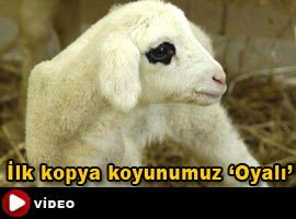 Türkiye'nin ilk kopya koyunu - Video