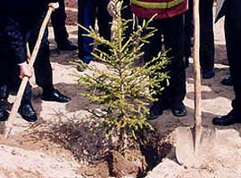 Ağaç dikmeyene evlilik yasak!