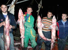 Karadeniz'de köpekbalığı sürüsü