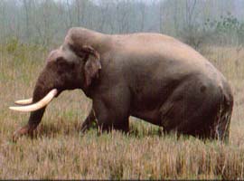 Dünyanın en büyük Asya fili kayıp
