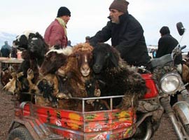 Bu motosikletin sepetinde tam 15 koyun var