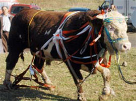 Araba fiyatına kurbanlık!