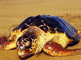 150 kiloluk ölü caretta carette bulundu