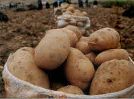 BM, 2008'i patates yılı ilan etti  